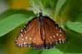 156 Queen-Falter - Danaus gilippus